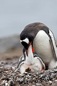 Barrientos: Gentoo Penguins - adult & young - Barrientos island