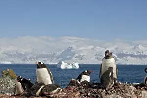 Barrientos: Gentoo Penguins - adult & young - Barrientos island