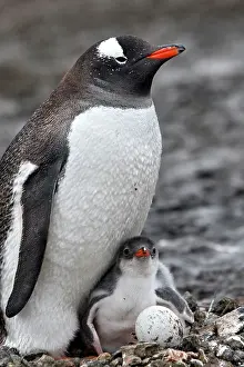 Barrientos: Gentoo Penguins - adult young & egg - Barrientos