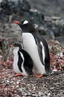 Hannah: Gentoo Penguins - Adult with young - Hannah Point
