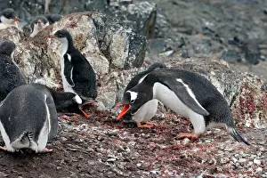 Hannah: Gentoo Penguins - Adult with young - Hannah Point