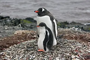 Hannah: Gentoo Penguins - Adult with young - Hannah Point