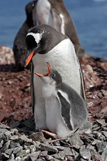 Ronge: Gentoo Penguins - adult & young - Ronge island