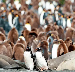 Crowds: Gentoo Penguins adults walking through King Penguin colony