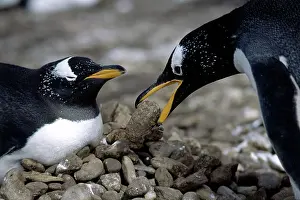 Rituals: Gentoo Penguins bonding