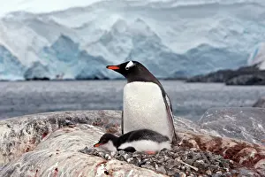 Lockroy: Gentoo Penguins - British base of Port Lockroy