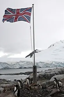 Lockroy: Gentoo Penguins - British base of Port Lockroy