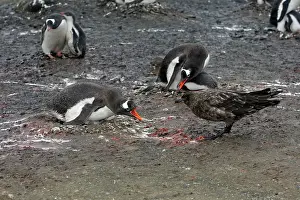 Steal: Gentoo Penguins - brown skua tries to steal egg