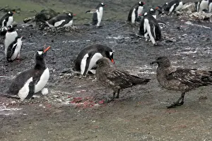 Steal: Gentoo Penguins - brown skua tries to steal egg