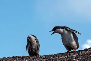 Screeching: Gentoo Penguins chick screeching at headless chick
