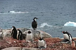 Leucocarbo: Gentoo Penguins and Cormorant