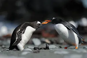 Gentoo: Two Gentoo Penguins courtship
