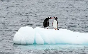 Squawking: Gentoo Penguins on ice