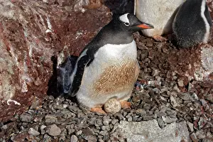 Ronge: Gentoo Penguins - incubating 2 eggs - Ronge island