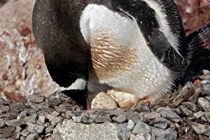 Ronge: Gentoo Penguins - incubating 2 eggs - Ronge island