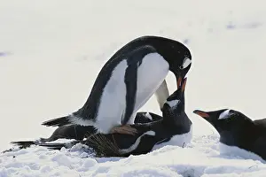 Georgian: Gentoo Penguins Mating