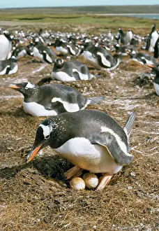 Temperature: Gentoo Penguins - at nest