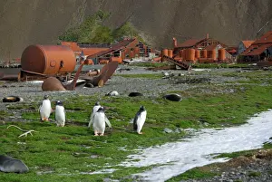 Whaling: Gentoo Penguins - At old whaling station