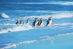 Pygocelis: Gentoo penguins (Pygocelis papua papua) getting