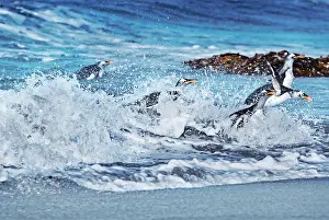 Pygocelis: Gentoo penguins (Pygocelis papua papua) jumping
