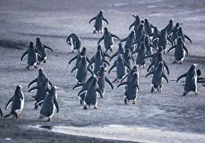 Stroller: Gentoo Penguins (Pygocelis papua papua) walking