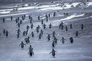 Stroller: Gentoo Penguins (Pygocelis papua papua) walking