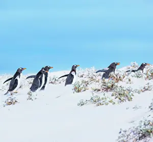 Stroller: Gentoo Penguins (Pygocelis papua papua) walking