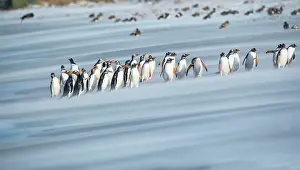 Stroller: Gentoo Penguins (Pygocelis papua papua) walking