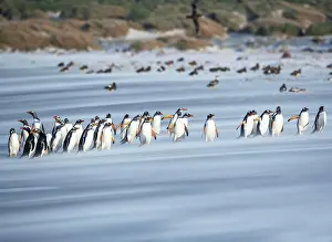 Stroller: Gentoo Penguins (Pygocelis papua papua) walking