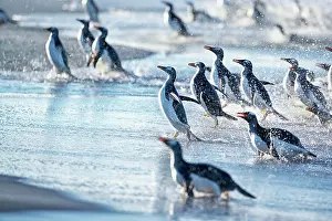 Stroller: Gentoo Penguins (Pygocelis papua papua) walking