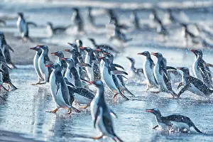 Stroller: Gentoo Penguins (Pygocelis papua papua) walking