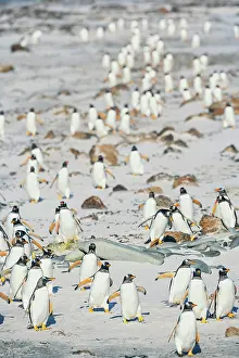 Stroller: Gentoo Penguins (Pygocelis papua papua) walking