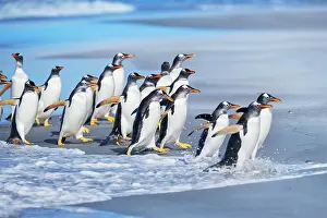 Stroller: Gentoo Penguins (Pygocelis papua papua) walking
