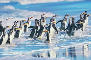 Stroller: Gentoo Penguins (Pygocelis papua papua) walking