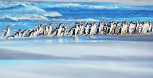 Stroller: Gentoo Penguins (Pygocelis papua papua) walking