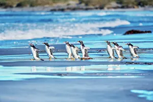 Stroller: Gentoo Penguins (Pygocelis papua papua) walking
