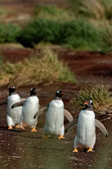 Follow: Gentoo penguins (Pygoscelis papua), Sea Lion Island