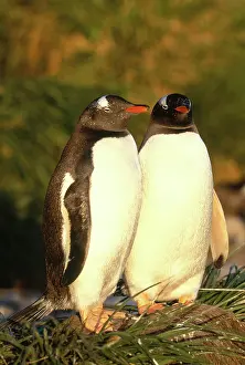 Falklands: Gentoo Penguins (Pygoscelis papua)