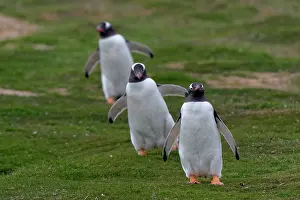 Gentoo: Gentoo penguins (Pygoscelis papua), Sea Lion Island