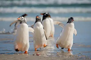 Saunders: Gentoo penguins (Pygoscelis papua) at the beach