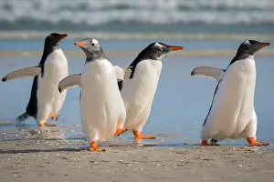 Saunders: Gentoo penguins (Pygoscelis papua) at the beach