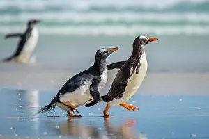 Saunders: Gentoo penguins (Pygoscelis papua) at the beach
