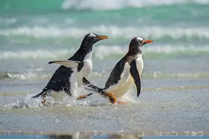 Saunders: Gentoo penguins (Pygoscelis papua) at the beach