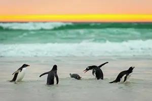 Volunteer: Gentoo penguins (Pygoscelis papua) on the beach