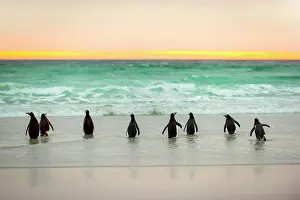 Volunteer: Gentoo penguins (Pygoscelis papua) on the beach