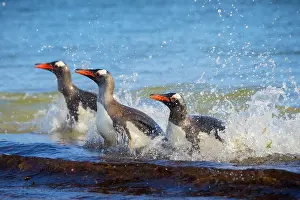 Saunders: Gentoo penguins (Pygoscelis papua) land on beach
