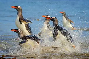 Saunders: Gentoo penguins (Pygoscelis papua) land on beach