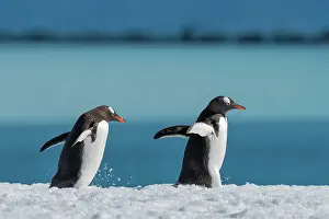 Gentoo: Two Gentoo penguins (Pygoscelis papua), running