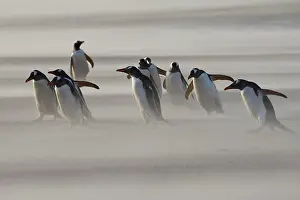 Gentoo: Gentoo penguins (Pygoscelis papua) in Sandstorm
