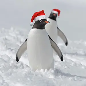 130620: Two Gentoo penguins (Pygoscelis papua) standing